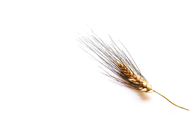 Una spiga di grano duro Senatore Cappelli